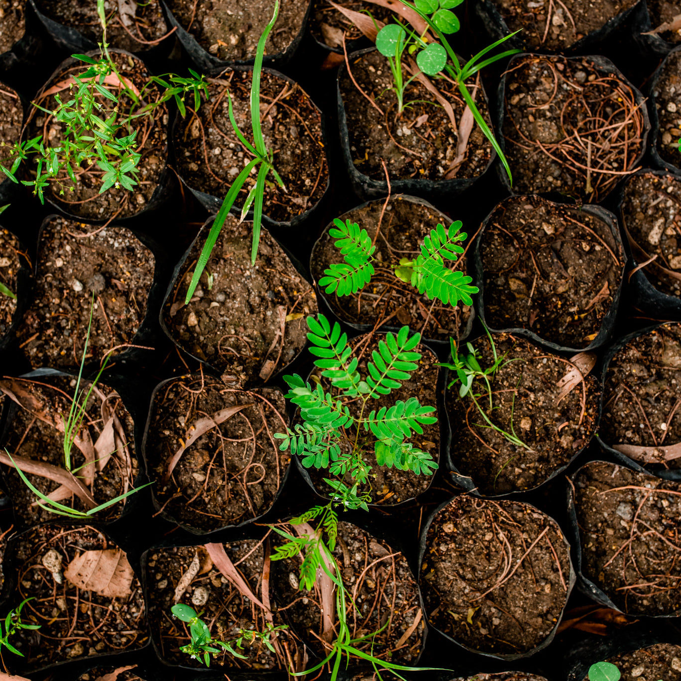 Your Earth Day Impact