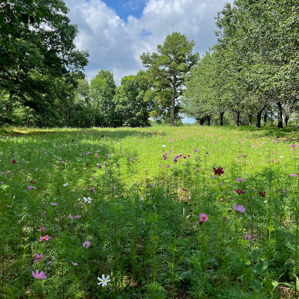 From Lawn To Wildflower Meadow