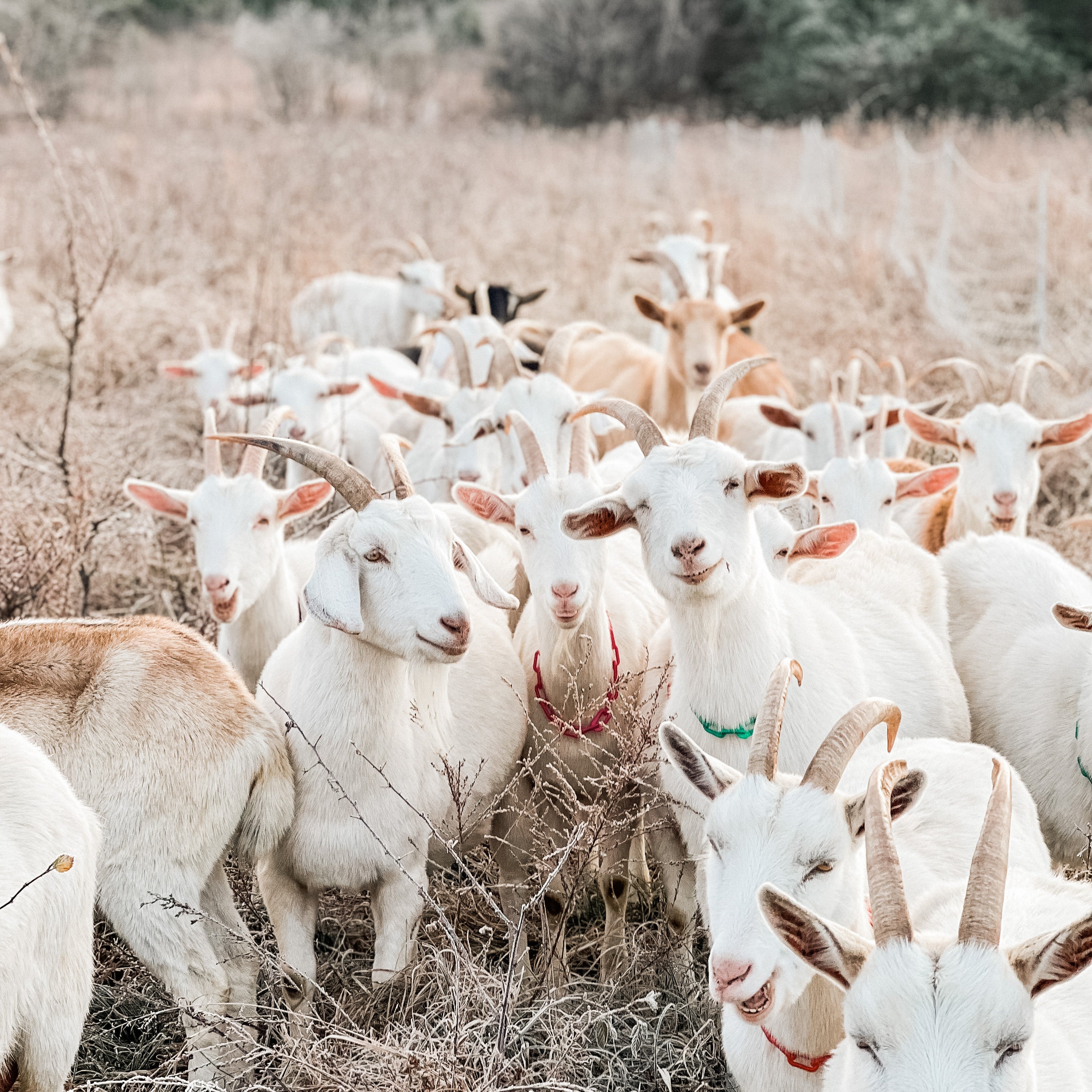 2022 Holiday Gift Guide, Curated By The Goats