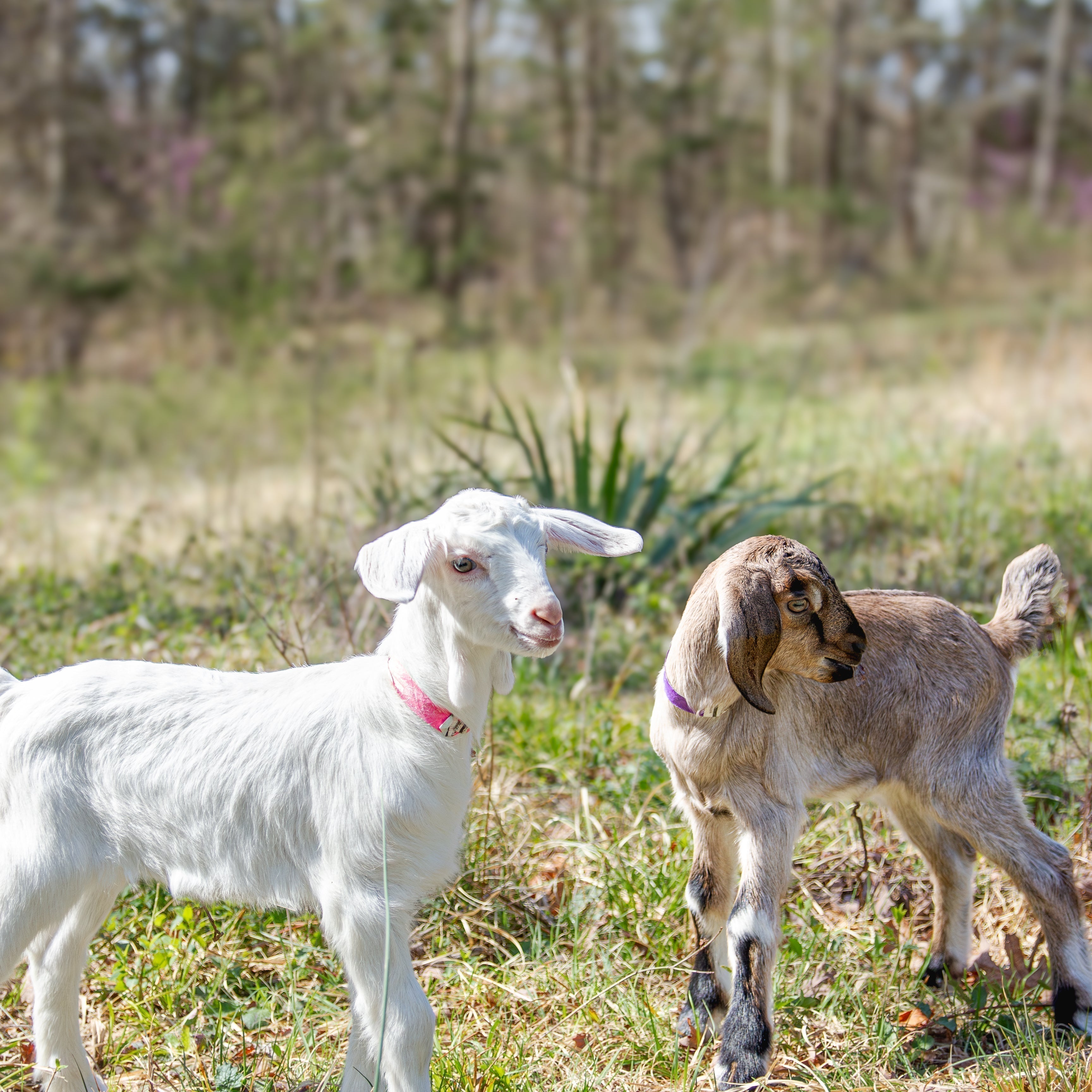 Baby Goats are Here! Help us name them.