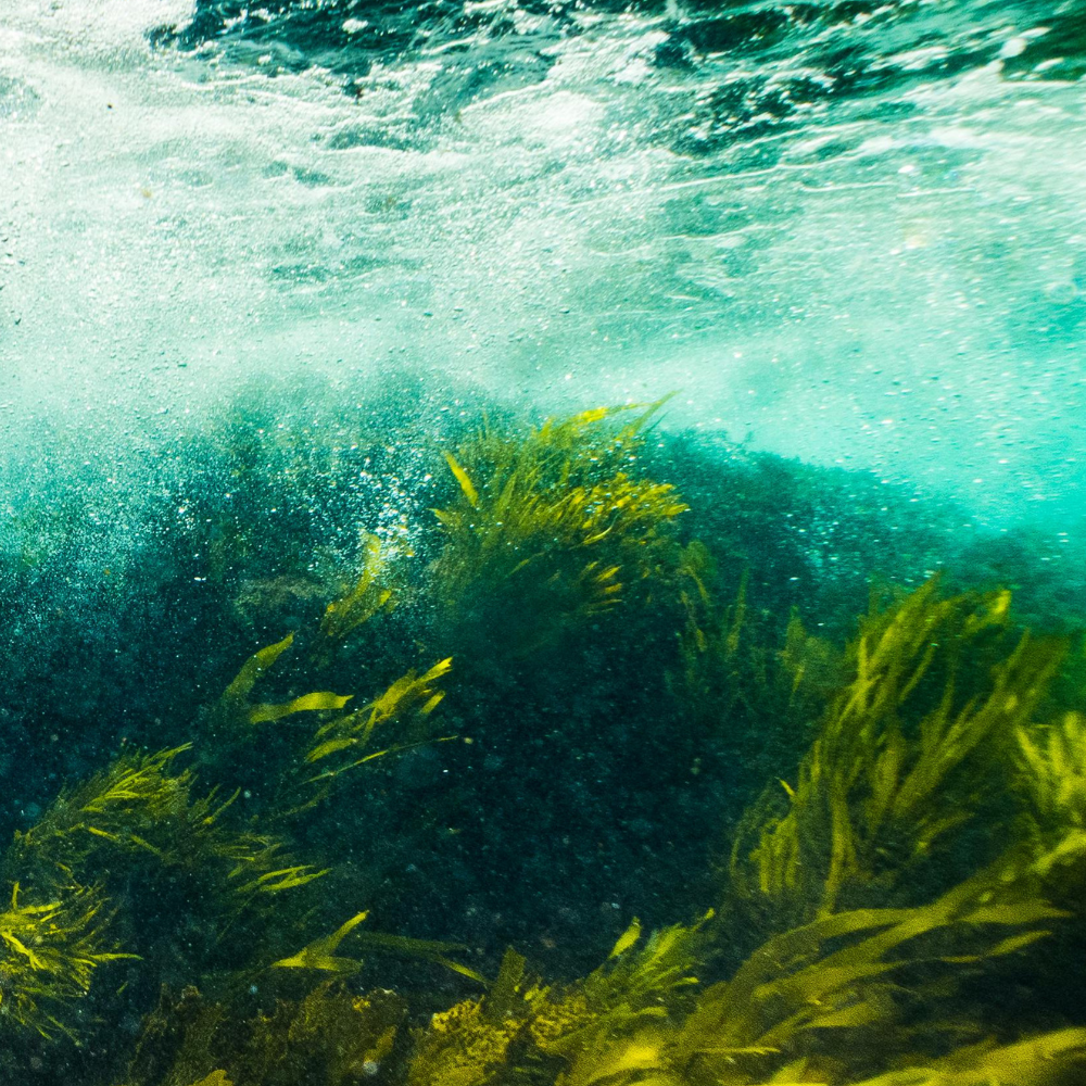 What Is Seaforestation - And How Your Refill Purchase Is Helping Restore It
