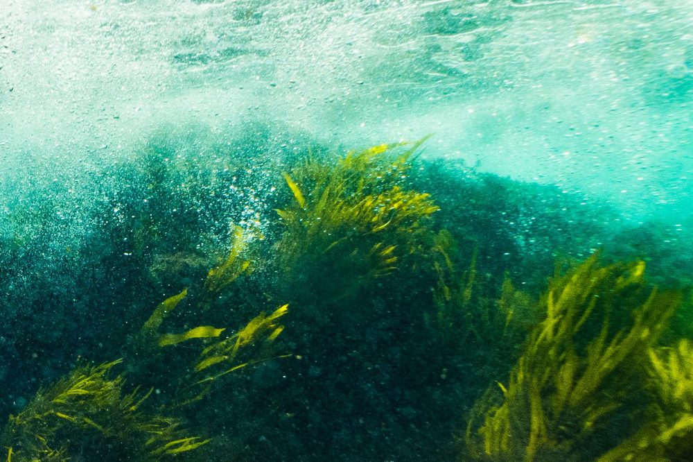 What Is Seaforestation - And How Your Refill Purchase Is Helping Restore It