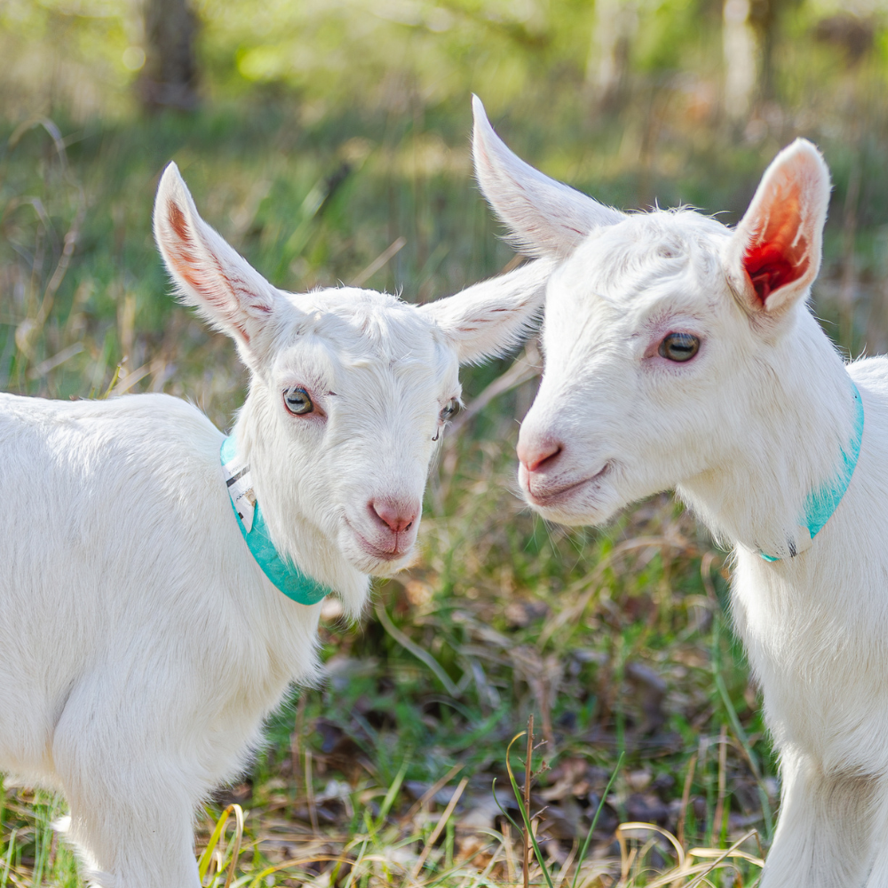 Why Rotational Grazing Matters (And What It Has to Do With Skincare)