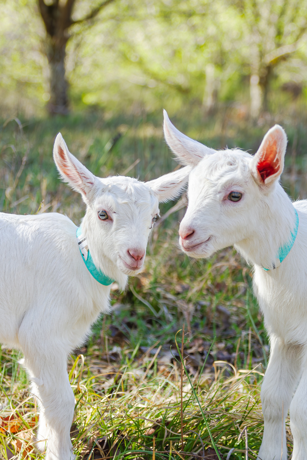 Why Rotational Grazing Matters