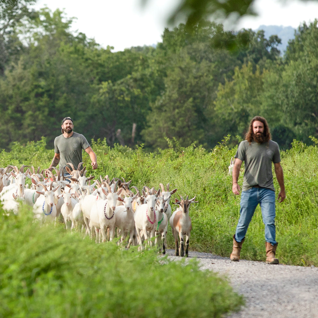 From Pasture to Lather