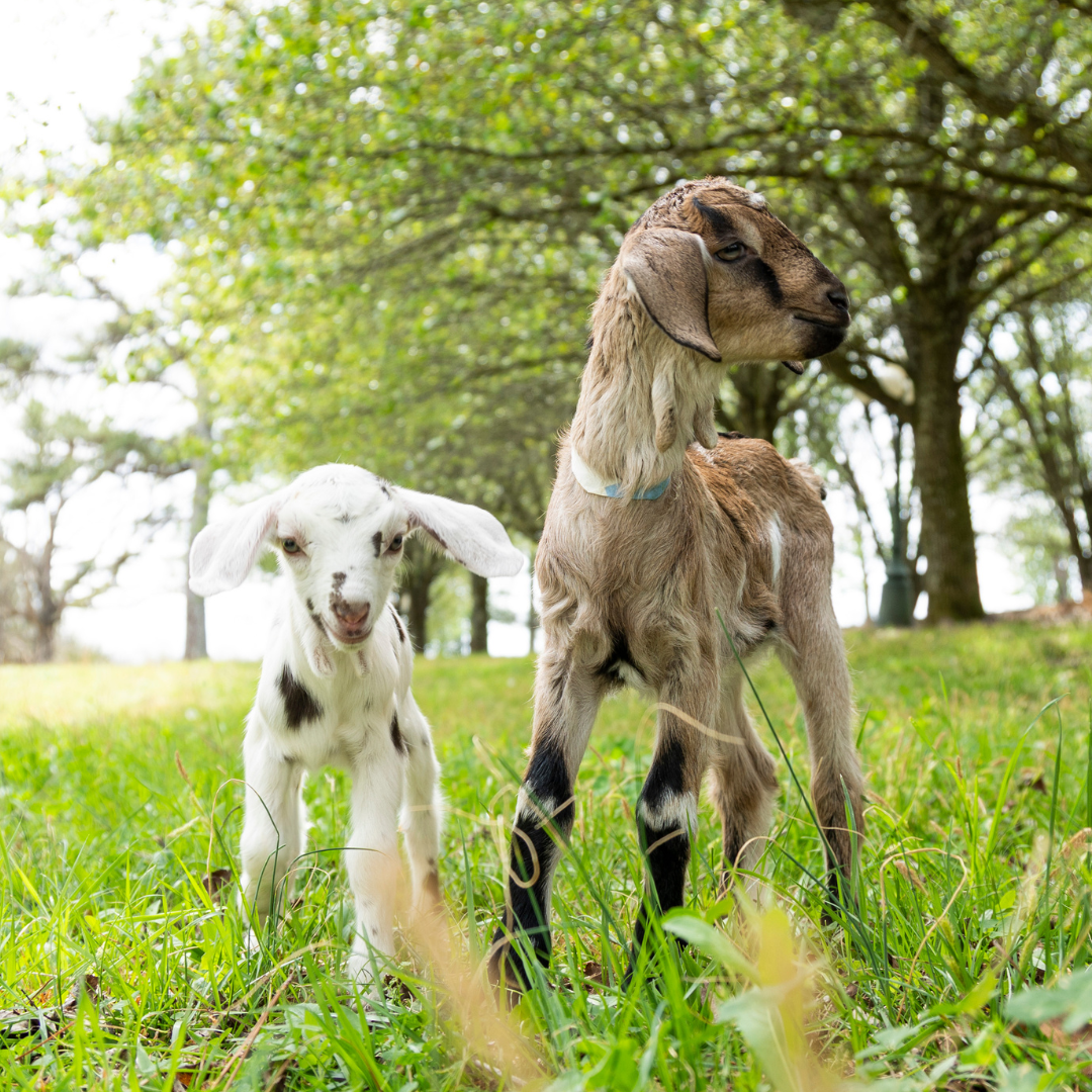 The Kids Are Here. Help Us Name Them!
