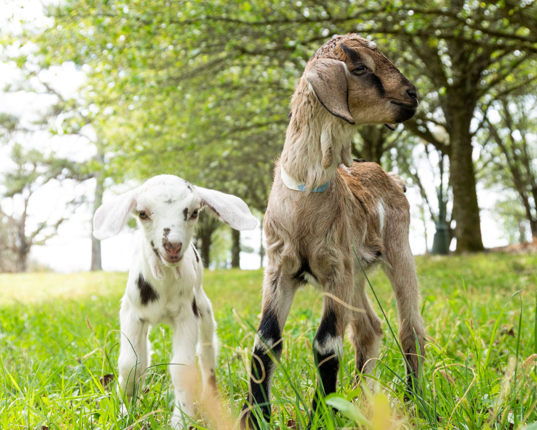 The Kids Are Here. Help Us Name Them!
