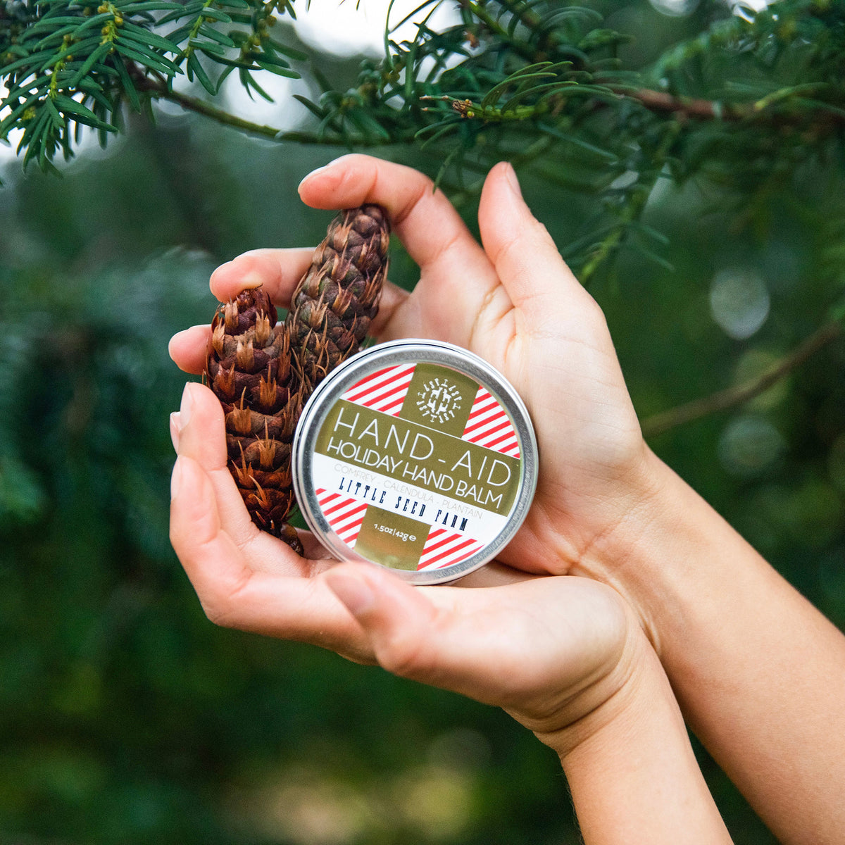 hands holding a tin of little seed farm holiday hand aid with some pine cones in a forrest.