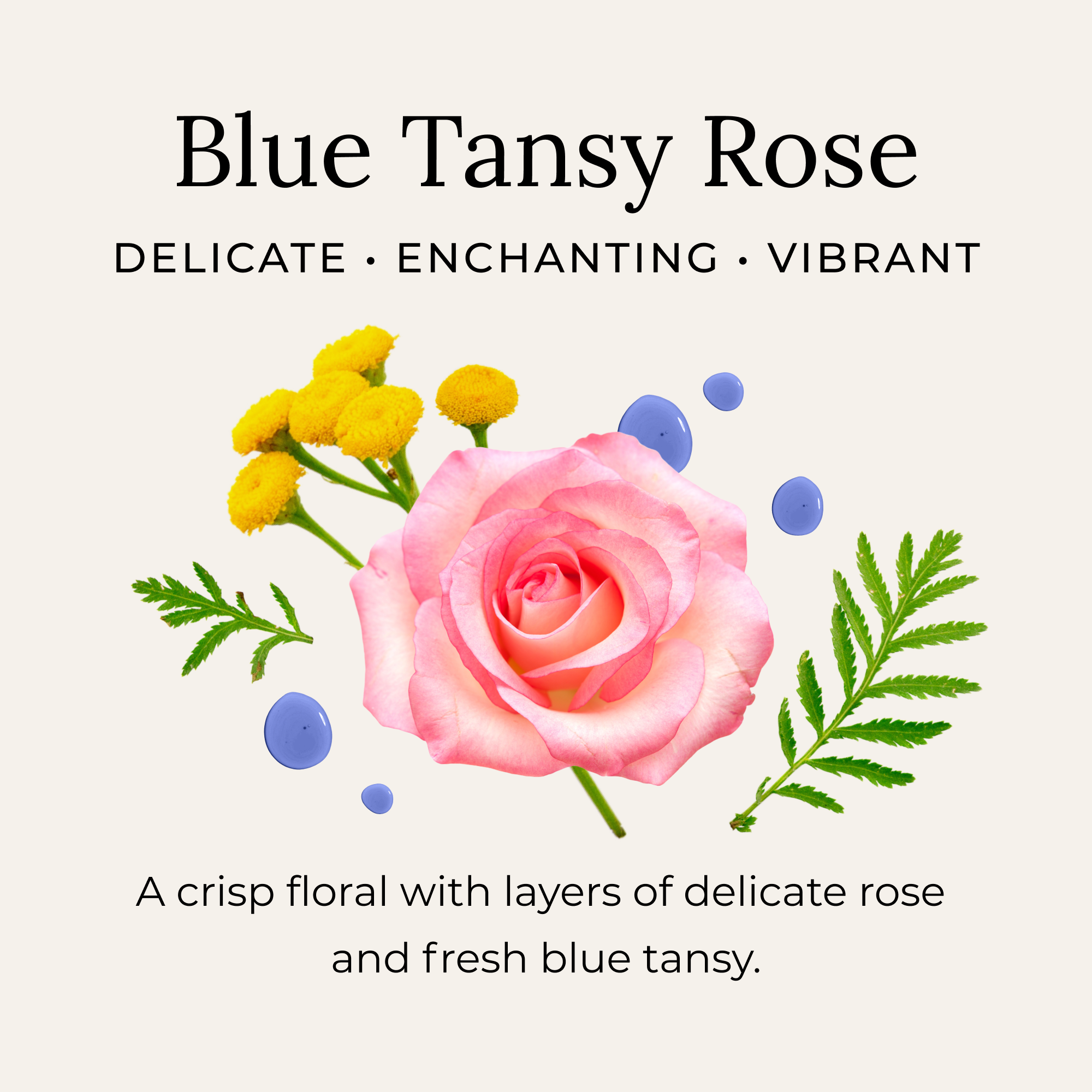Blue Tansy Rose scent description with crisp florals and layers of rose, and fresh blue tansy. Delicate, enchanting, and vibrant scent. 